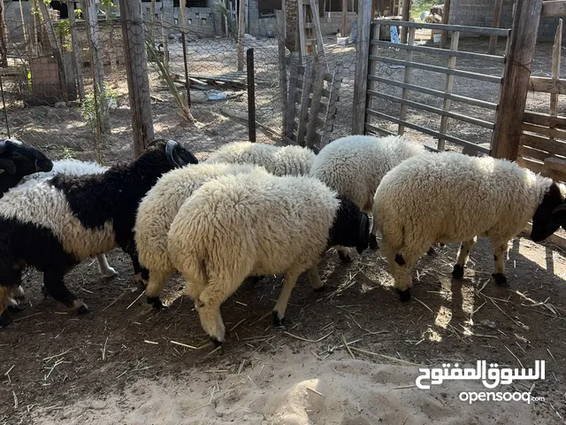 خرفان وطنيه