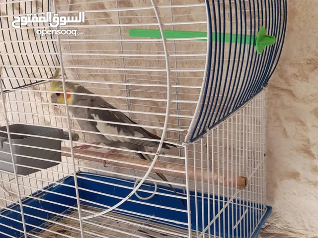 ببغار كوكتيل للبيع