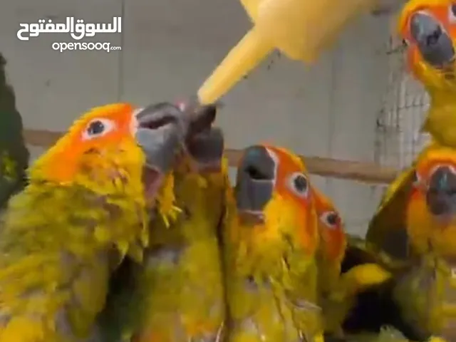فروخ صن كنيور اليفة عالغر