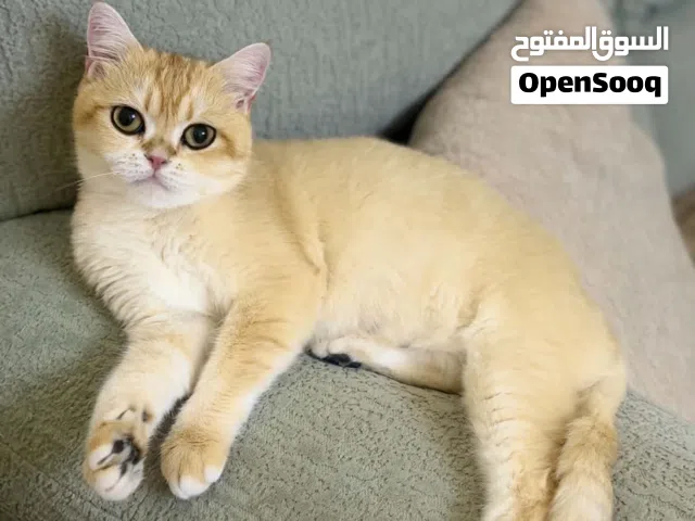 سكوتش ستريت بيور جولدن ny12