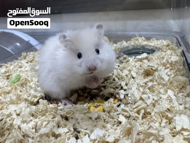 هامستر سوري بالوان مختلفه