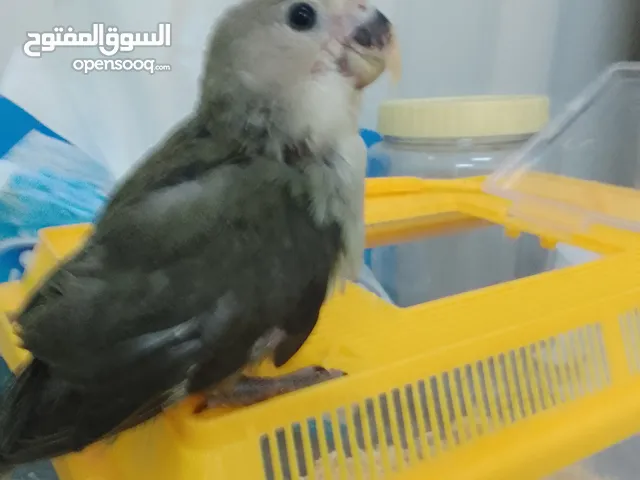 للبيع فرخ روز