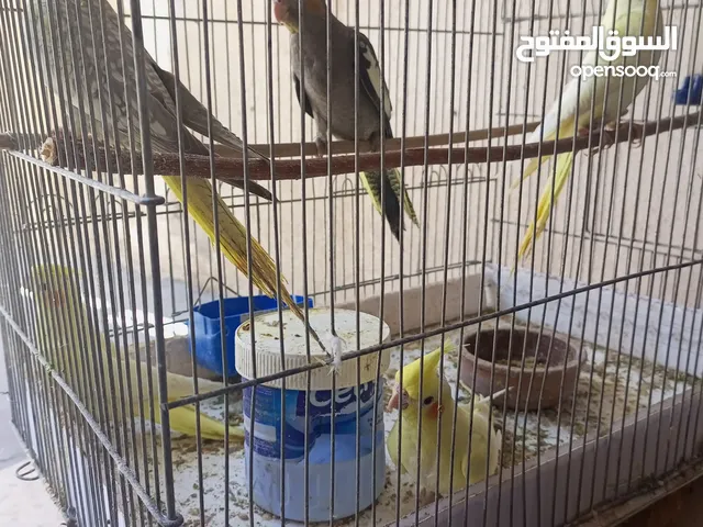 عصافير كوكتيل .أليف