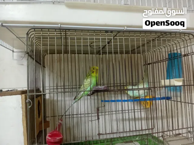 جوز حب شغالات