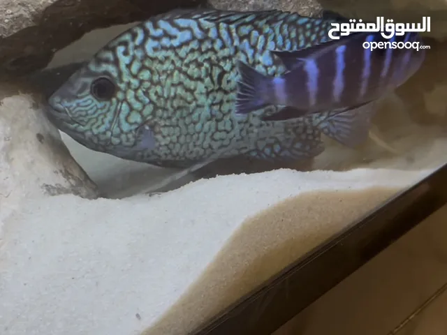 للتنازل السريع بسبب السفر حوض سمك أجنبي متكامل بحالة ممتازة مع كامل عدته وأسماك 130 لتر