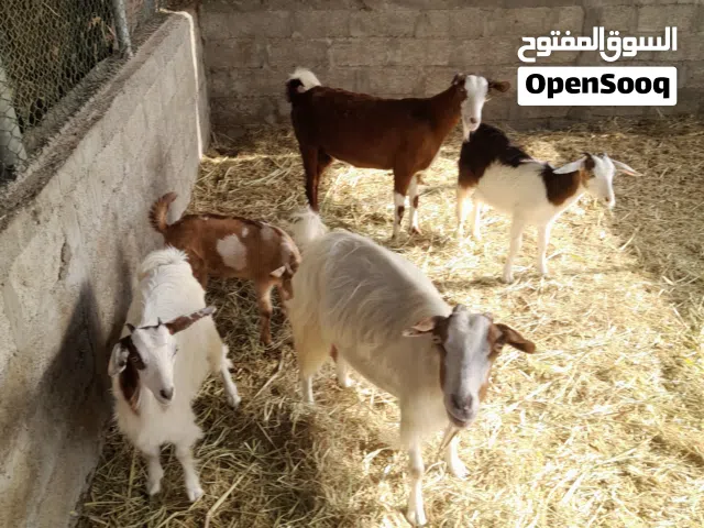 اغنام للبيع شي عشار وشي تحتهم مواليد