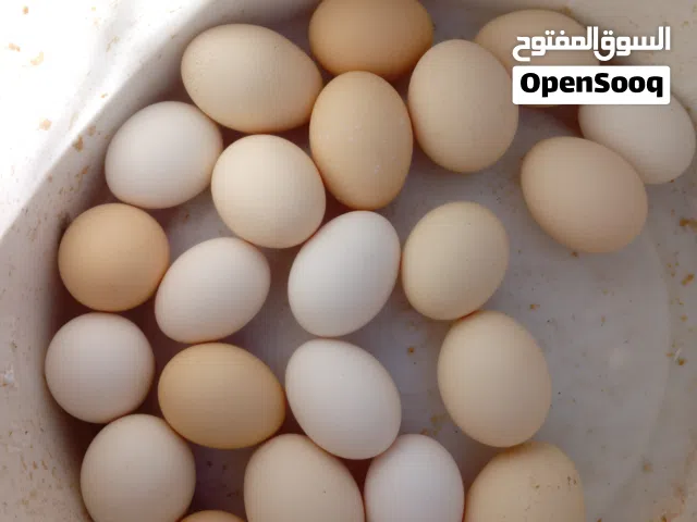 دحي عربي جديد