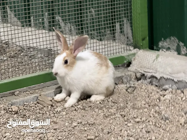 أرنب صغير للبيع