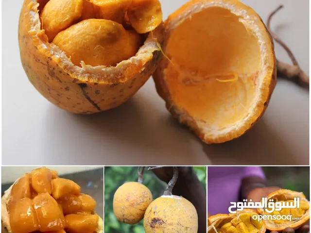 عصير بنجو طازج من زنجبار  Fresh Mabungo fruits from Zanzibar