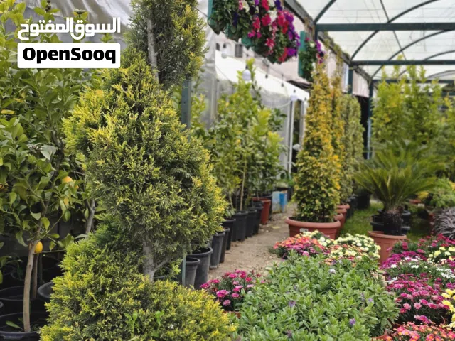 مجموعة اخضر ومنظر لتنسيق وتصميم الحدائق(Amman.Jordan)