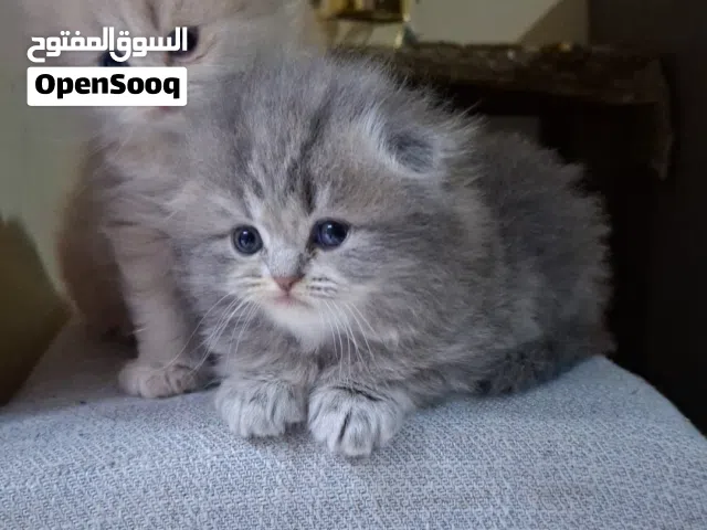 قطط سكوتش فولدرز