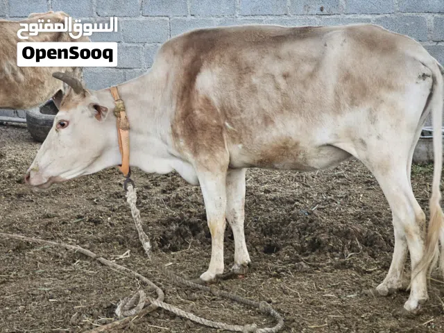 بقرة محلية