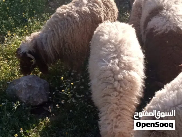 اضاحي 17 خروف ذكر