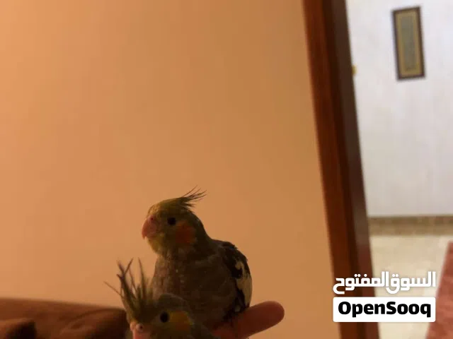 كوبيا ببغاء كوكتيل ترويض فل طياران حر ربي يبارك