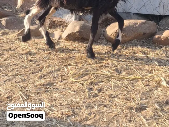 للبيع حمله سمينه تبارك الرحمان