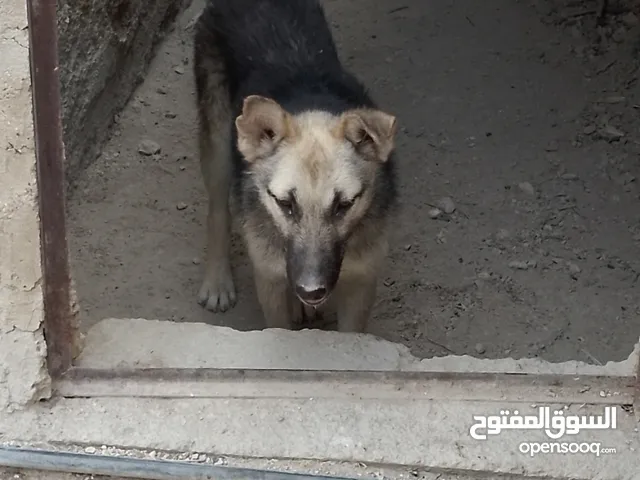 كلب جيرمن جرو للبيع لون ابيض واسود للبيع بسعر مقبول.