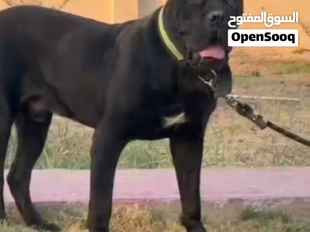 كاني كورسو مناسب جدا
