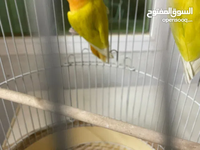 روز اورانج اوبلاين مهم الوصف