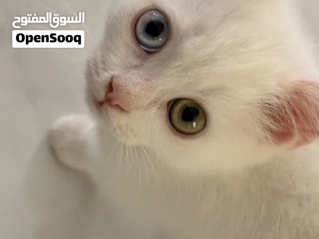 Scottish male kitten negotiable