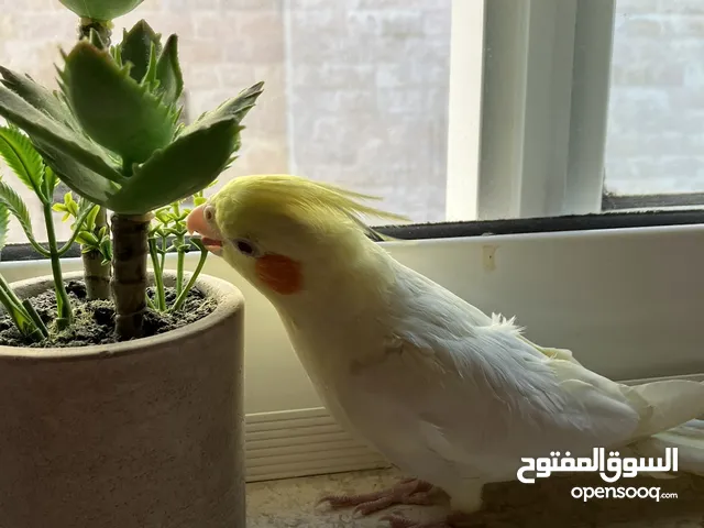 جوز كوكتيل( لاتينو عين حمرا) وذكر( يلو بايد )