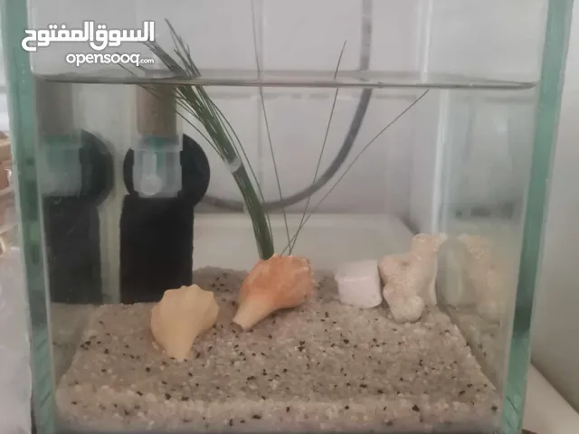 حواض سمك زينه
