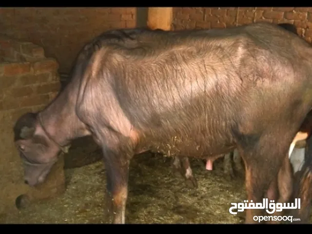 عجل جاموس ذكر تربيه بيتى