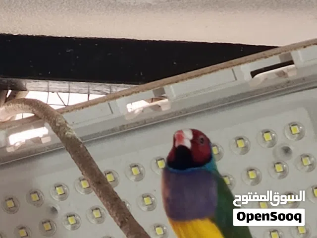 جواز جولدن فنش شغاله لون اصفر