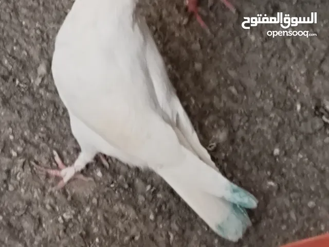 حمام ابیط للبیع
