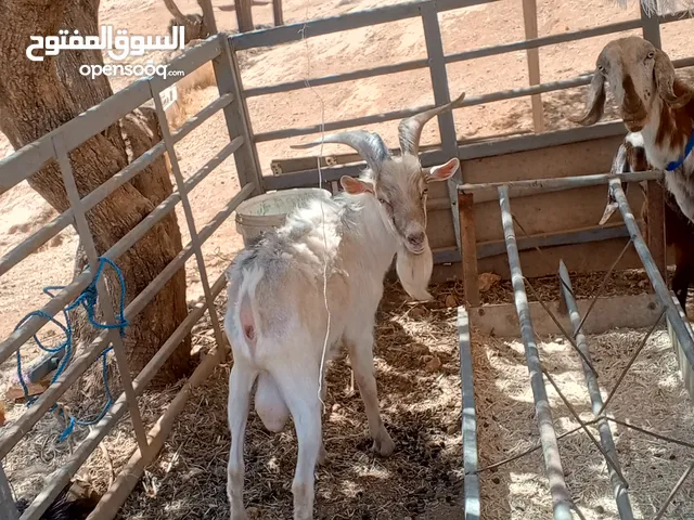 للبيع ثني كفاله هداد علي ردد