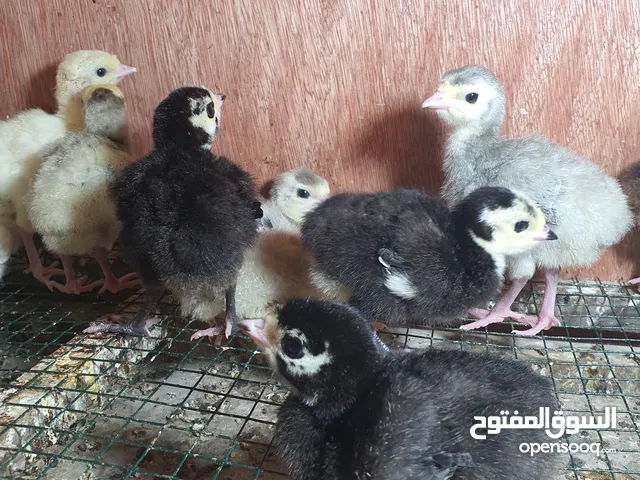 فروخ رومي مستوى