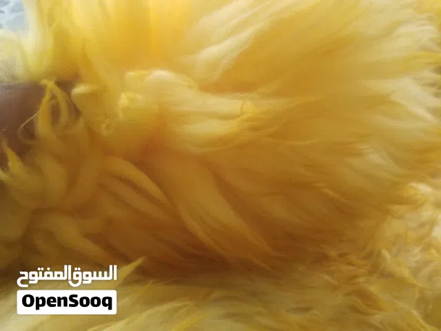 فرو طبيعي للبيع عرطة