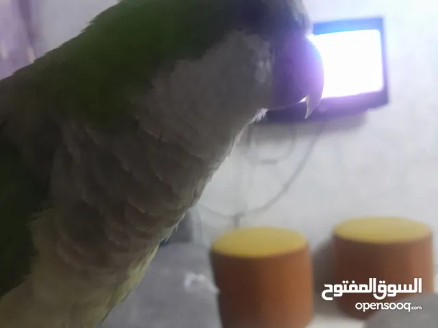 ببغاء كويكر أليف للبيع