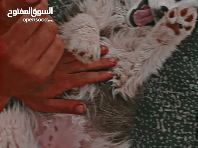 جرو هاسكي عمر ثلاث شهور بدل عالعصافير او ببغات