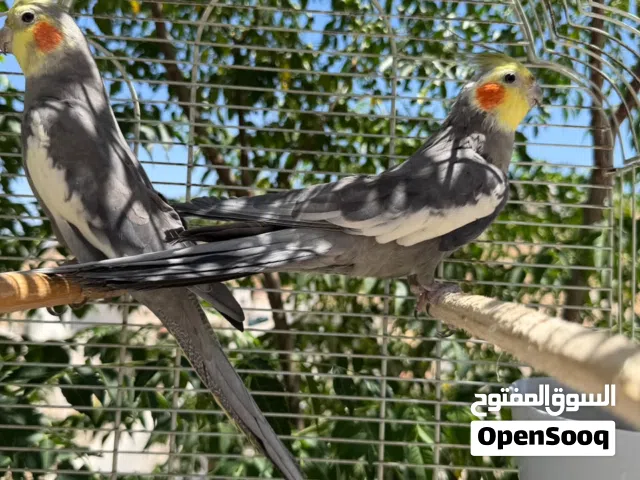 جوز كوكتيل للبيع او للبدل