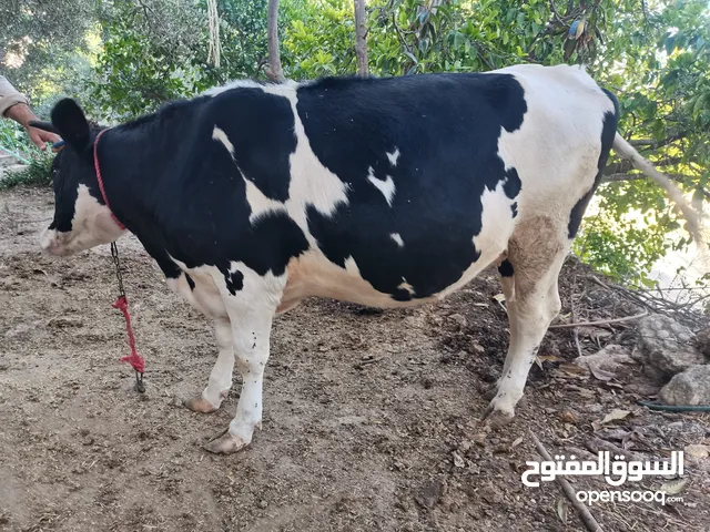 بكيره عشار 7 شهور مبلشه بالثامن 5 ايام