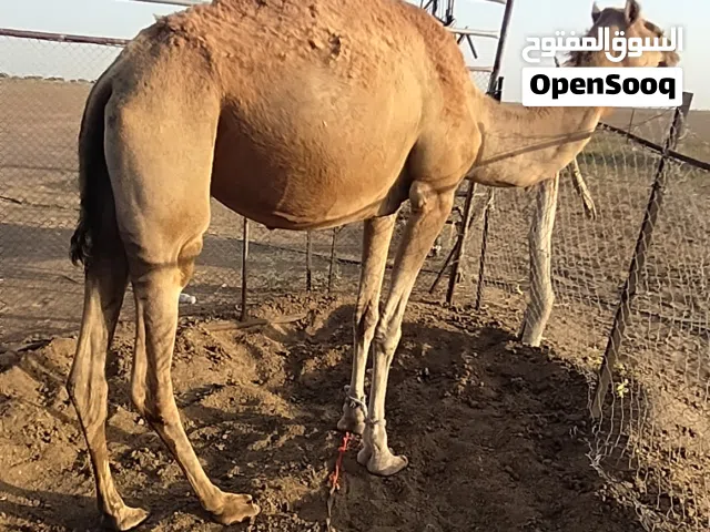 بوش 2 للبيع سمان