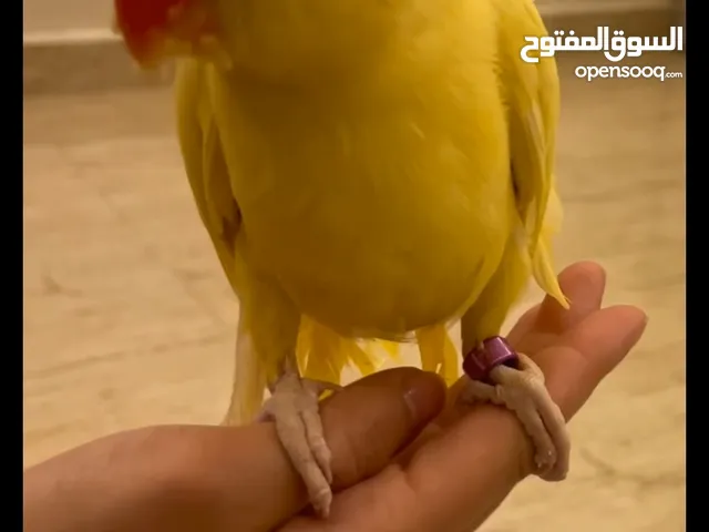 يوجد حبة درة لون اصفر اليف