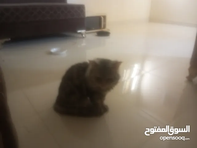 قط ذكر للتبني