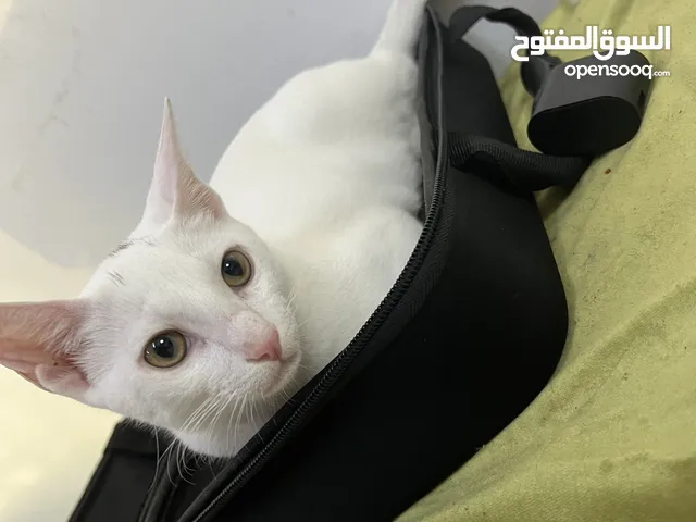 قط روسي  Russian cat