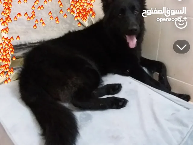 جراوي رويال بلاك مستوى قوي جراوي رويال بلاك مستوى قوي ذكور وايناس