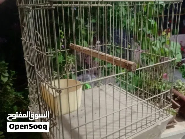 للبيع قفص كاسكو كبير طول 53سم وعرض 40سم