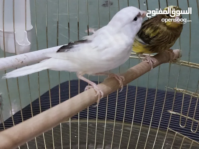 كناري سوبر للبيع