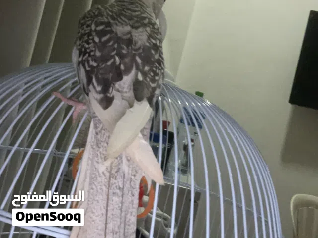 كروان للبيع