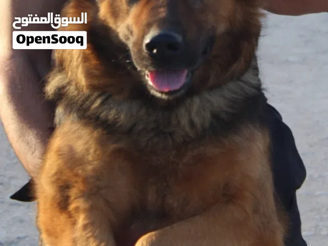 كلاب للبيع اقرا الوصف