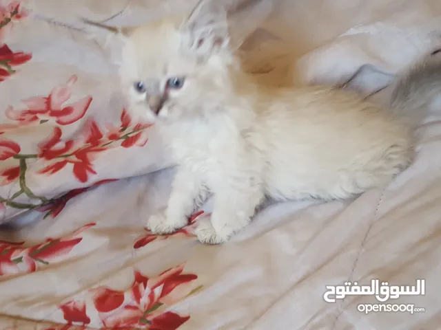 كتنز شانشيلا العمر 70 يوم جاهزين لبيتهم الجديد