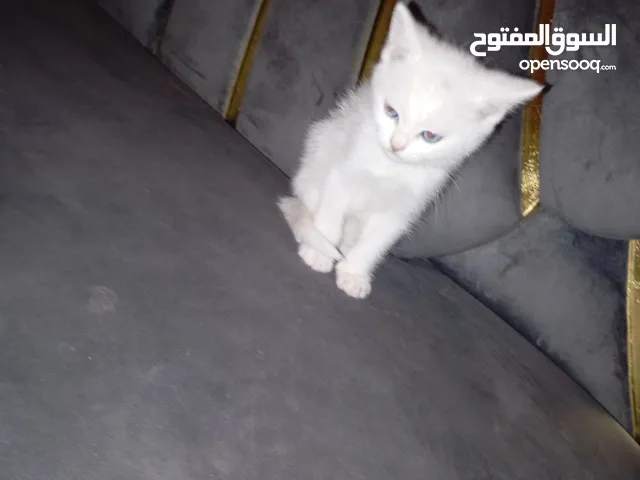قطه انكوره