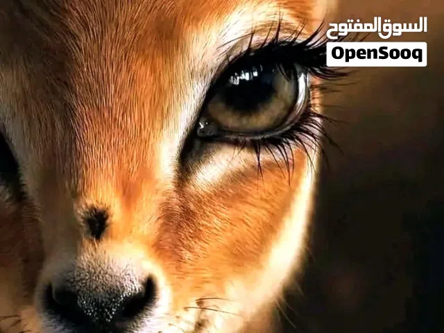 قط هملايا للبيع يلعب وناشط واموره تمام وصحته كويسه