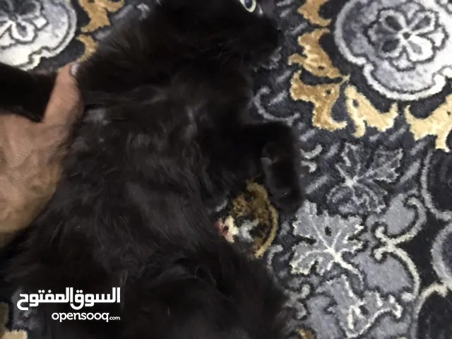 دكر و انثي تباني تربيت حوش