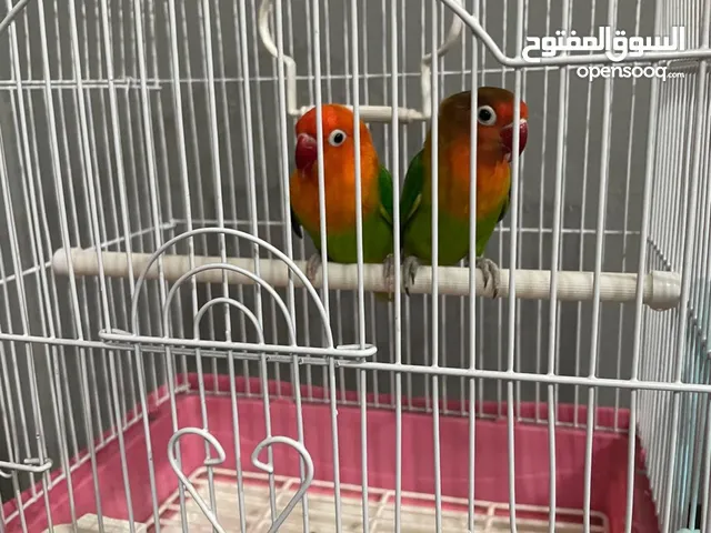 للبيع زوج فشر بسعر مناسب (بالمنقف) For sale green fischer opaline (mangaf)
