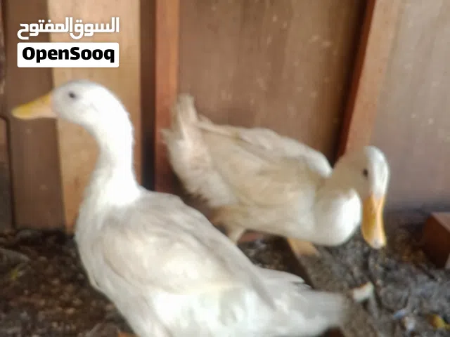 بط ابيض عمر اربع اشهر